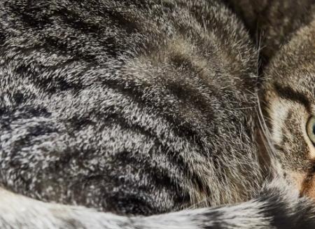 Стресс у кошек