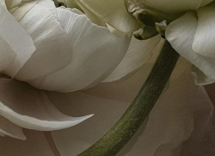 Нежное дерево с лаконичным белым 🌳🤍